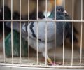 Capture de pigeon à Dorval