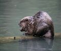 Exterminateur de castor à Dorval