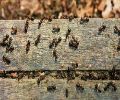 Exterminateur de fourmis à Dorval