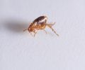 Exterminateur de puces à Dorval