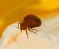 Extermination punaise de lit Dorval