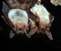 Capture de chauve souris à Dorval