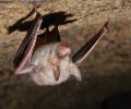 Extermination chauve-souris Dorval