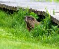 Exterminateur de marmotte à Dorval
