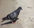 Capture pigeon Dorval