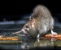 Extermination Dorval extermination de rats