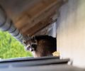 Capture raton laveur Dorval