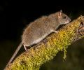 Extermination rats Dorval
