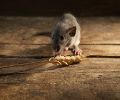 Exterminateur de souris à Dorval